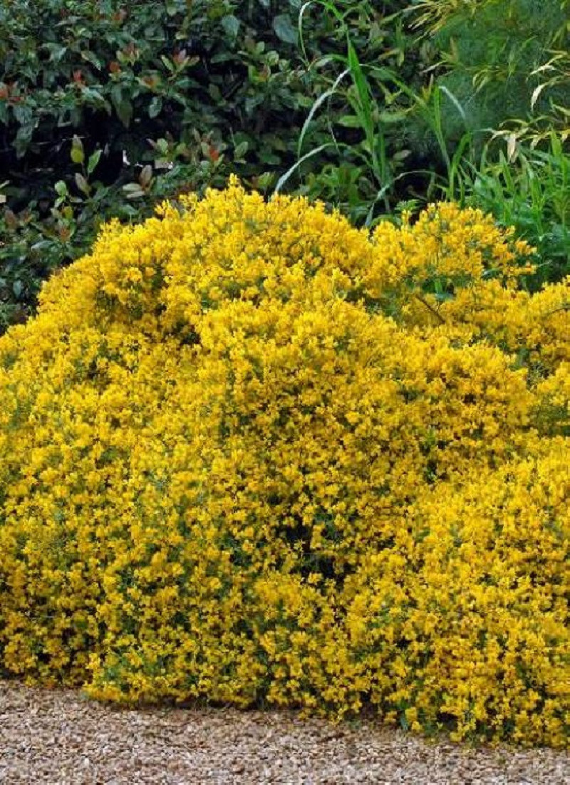GENISTA lydia