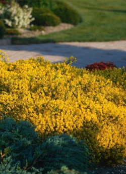 GENISTA lydia