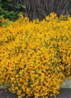 GENISTA lydia