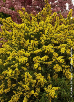 GENISTA PORLOCK