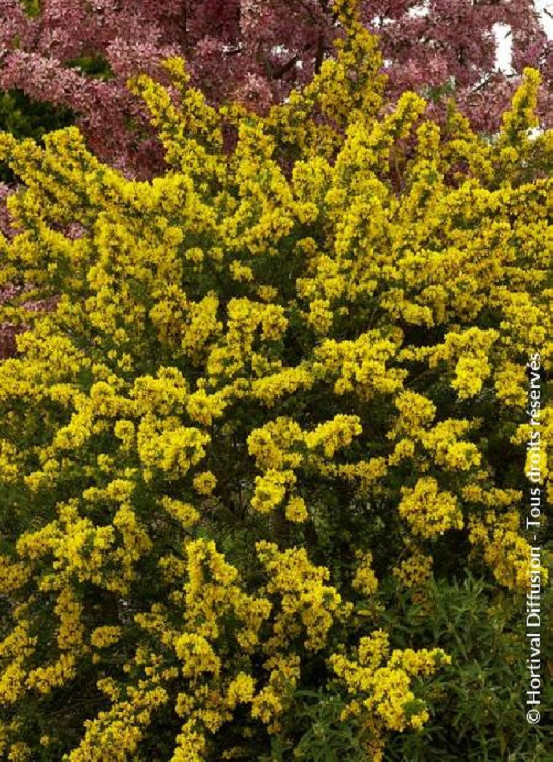 GENISTA PORLOCK