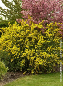 GENISTA PORLOCK