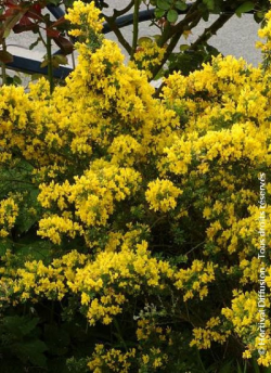 GENISTA PORLOCK