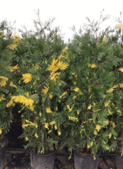 CALOCEDRUS decurrens AUREOVARIEGATA