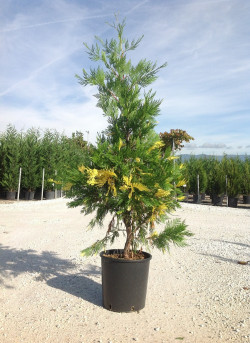CALOCEDRUS decurrens AUREOVARIEGATA