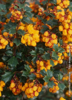 epine-vinette-de-darwin-berberis-darwinii.jpg