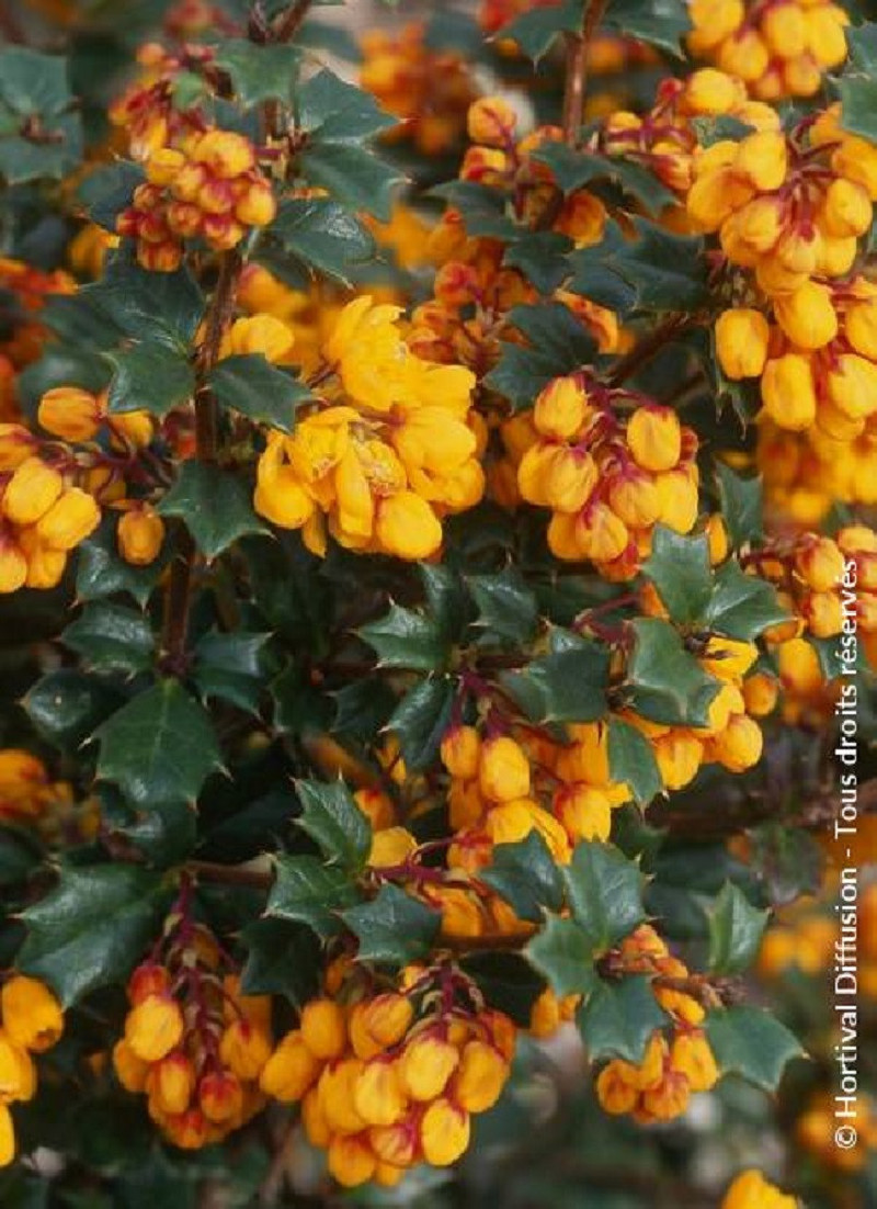 epine-vinette-de-darwin-berberis-darwinii.jpg