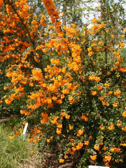 epine-vinette-de-darwin-berberis-darwinii-1.jpg