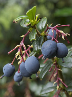 epine-vinette-de-darwin-berberis-darwinii-2.jpg