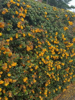 epine-vinette-de-darwin-berberis-darwinii-3.jpg