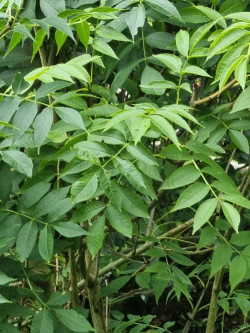 FRAXINUS excelsior