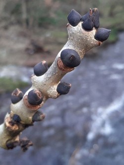 FRAXINUS excelsior