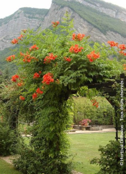 CAMPSIS tagliabuana MME GALEN
