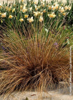CAREX buchananii