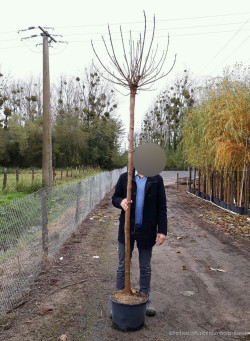 CATALPA bignonioides NANA En pot de 25-30 litres tige hauteur du tronc 190-210 cm circonférence du tronc 10-12 cm