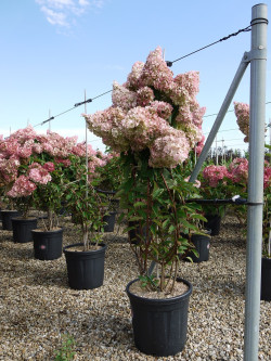 HYDRANGEA paniculata En pot de 15-20 litres