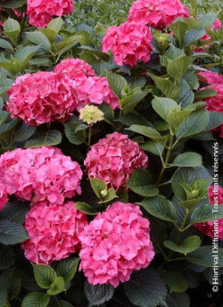 HYDRANGEA SYBILLA