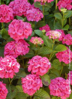 HYDRANGEA SYBILLA