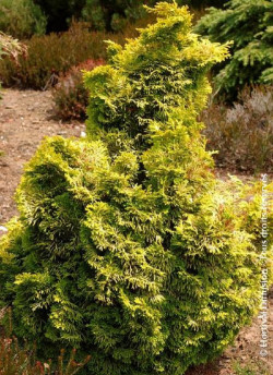 cypres-hinoki-aurora-chamaecyparis-obtusa-aurora-2.jpg