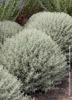 SANTOLINA chamaecyparissus