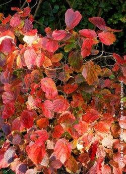 FOTHERGILLA major