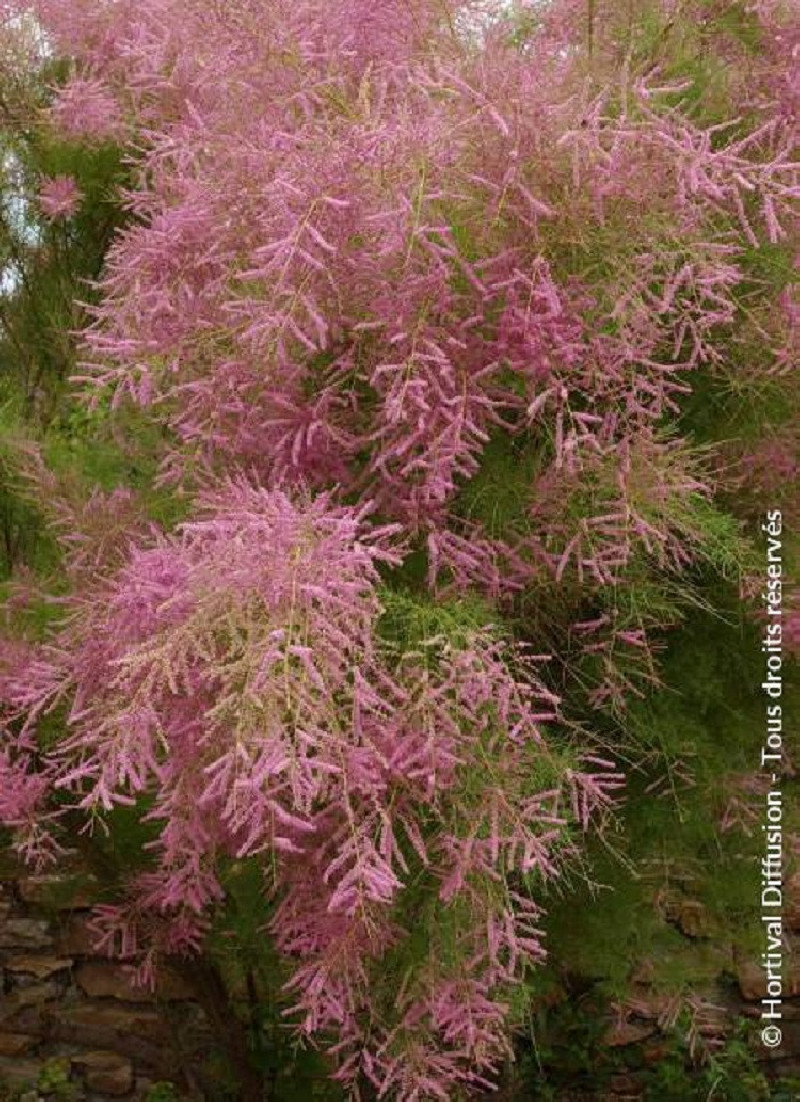 TAMARIX ramosissima