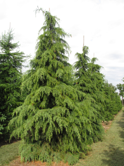 CEDRUS deodara