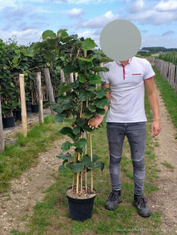 KIWI femelle HAYWARD En pot de 10-12 litres