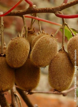 KIWI femelle HAYWARD