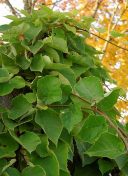 KIWI mâle TOMURI