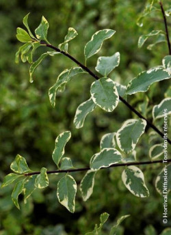 PITTOSPORUM tenuifolium VARIEGATUM