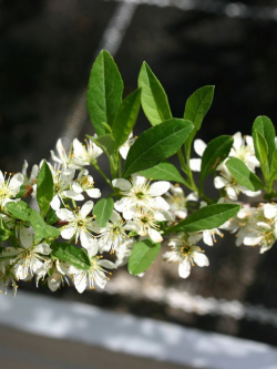 cerisier-des-sables-rampant-prunus-pumila-var-depressa-1.jpg