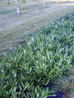 cerisier-des-sables-rampant-prunus-pumila-var-depressa-3.jpg