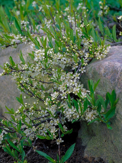 cerisier-des-sables-rampant-prunus-pumila-var-depressa-2.jpg