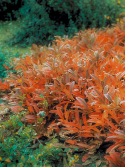 cerisier-des-sables-rampant-prunus-pumila-var-depressa.jpg