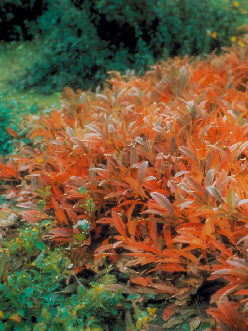 cerisier-des-sables-rampant-prunus-pumila-var-depressa.jpg