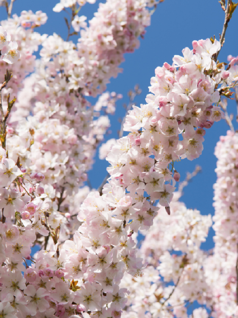PRUNUS pandora