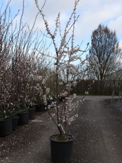 cerisier-a-fleurs-trailblazer-prunus-trailblazer-3.jpg