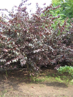cerisier-a-fleurs-trailblazer-prunus-trailblazer-1.jpg