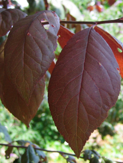 cerisier-a-fleurs-trailblazer-prunus-trailblazer-2.jpg