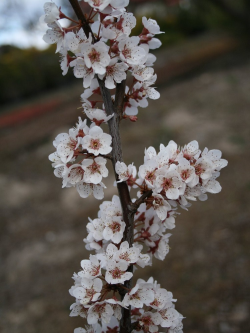 cerisier-a-fleurs-trailblazer-prunus-trailblazer.jpg