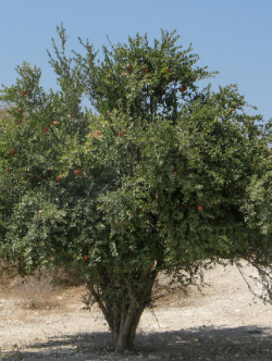 PUNICA granatum CALIFORNIA SUNSET