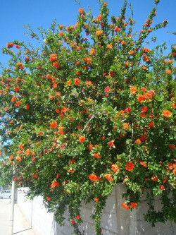 GRENADIER à fruits MOLLAR DE ELCHE