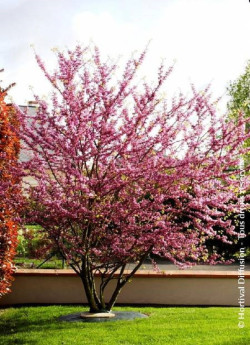 CERCIS siliquastrum