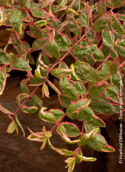 HYPERICUM moserianum TRICOLOR