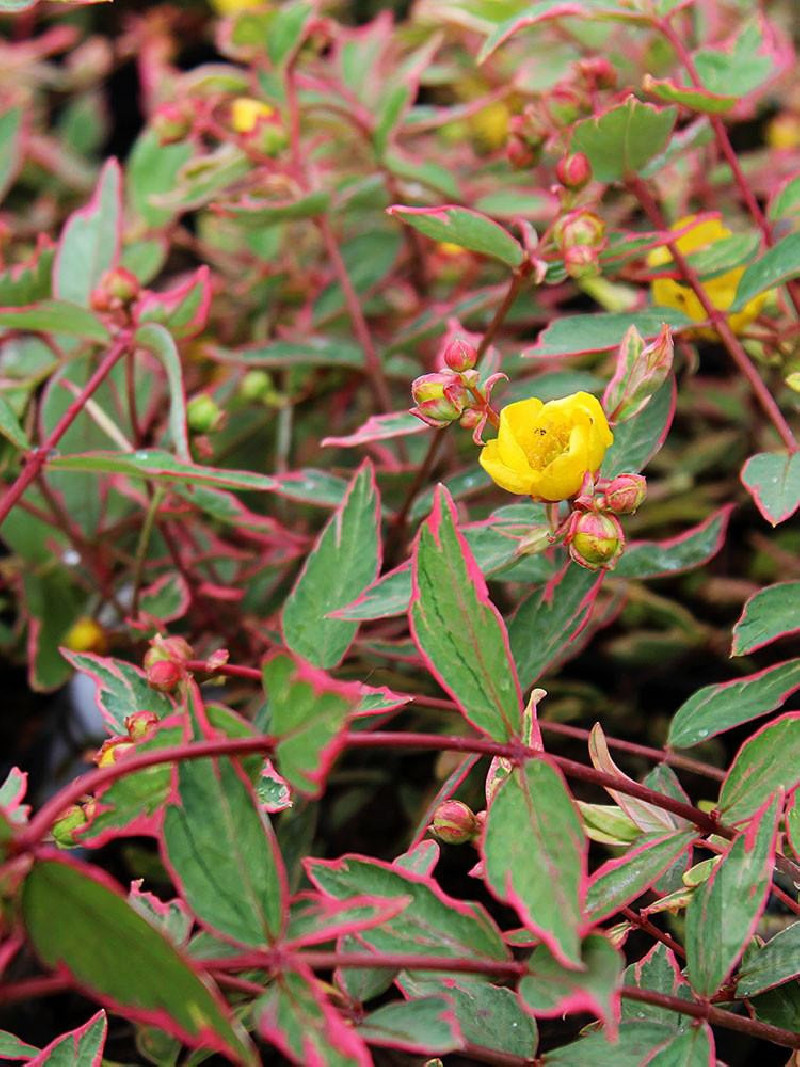 HYPERICUM moserianum TRICOLOR