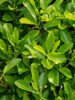 EUONYMUS japonicus