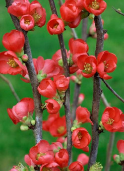 CHAENOMELES speciosa RUBRA