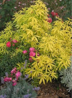 CHOISYA AZTEC GOLD