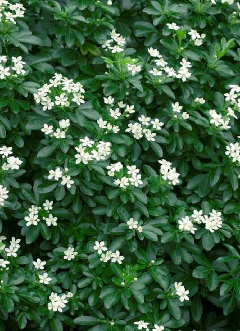 CHOISYA ternata